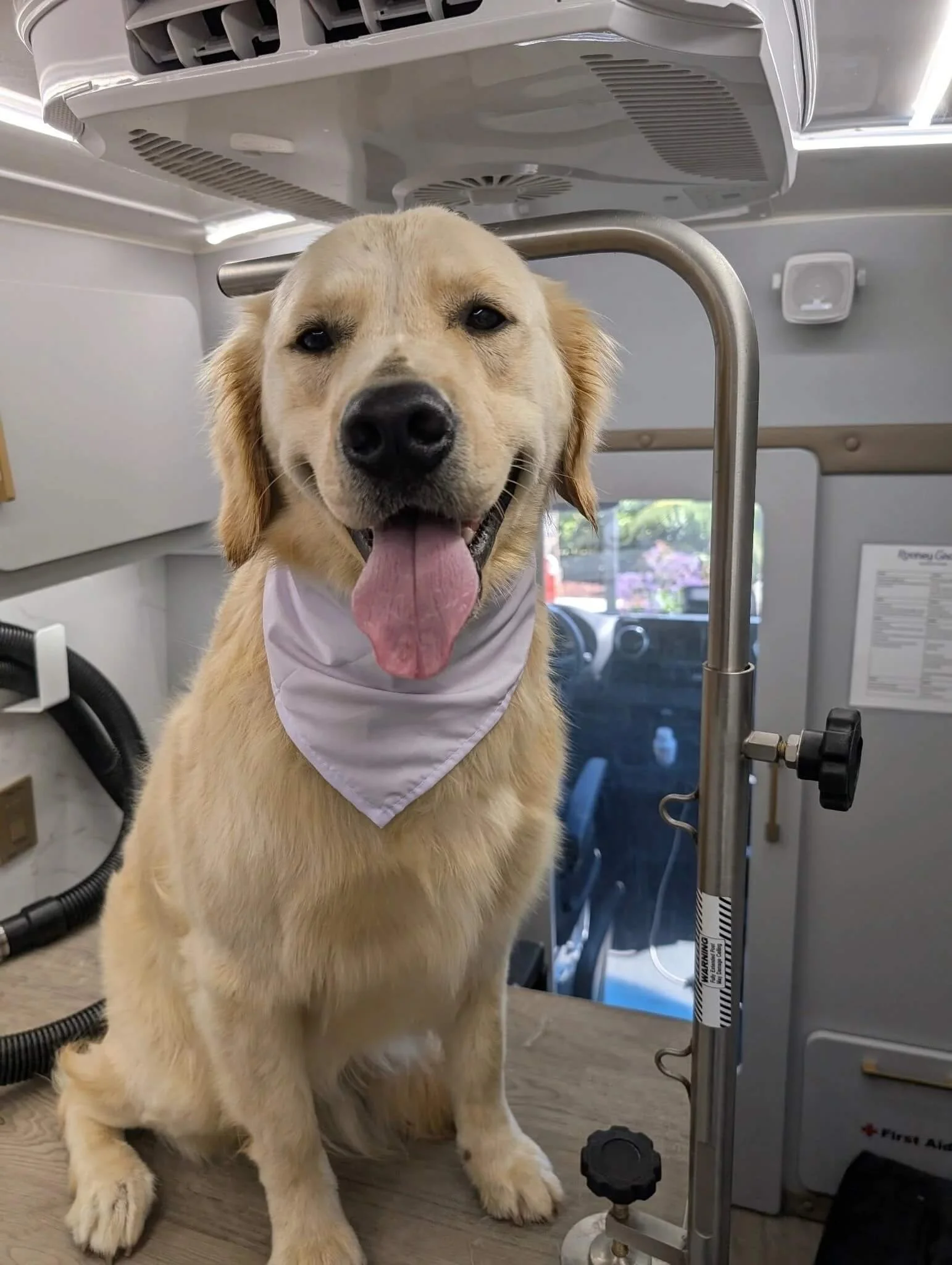 How Often Should a Golden Retriever Be Groomed?