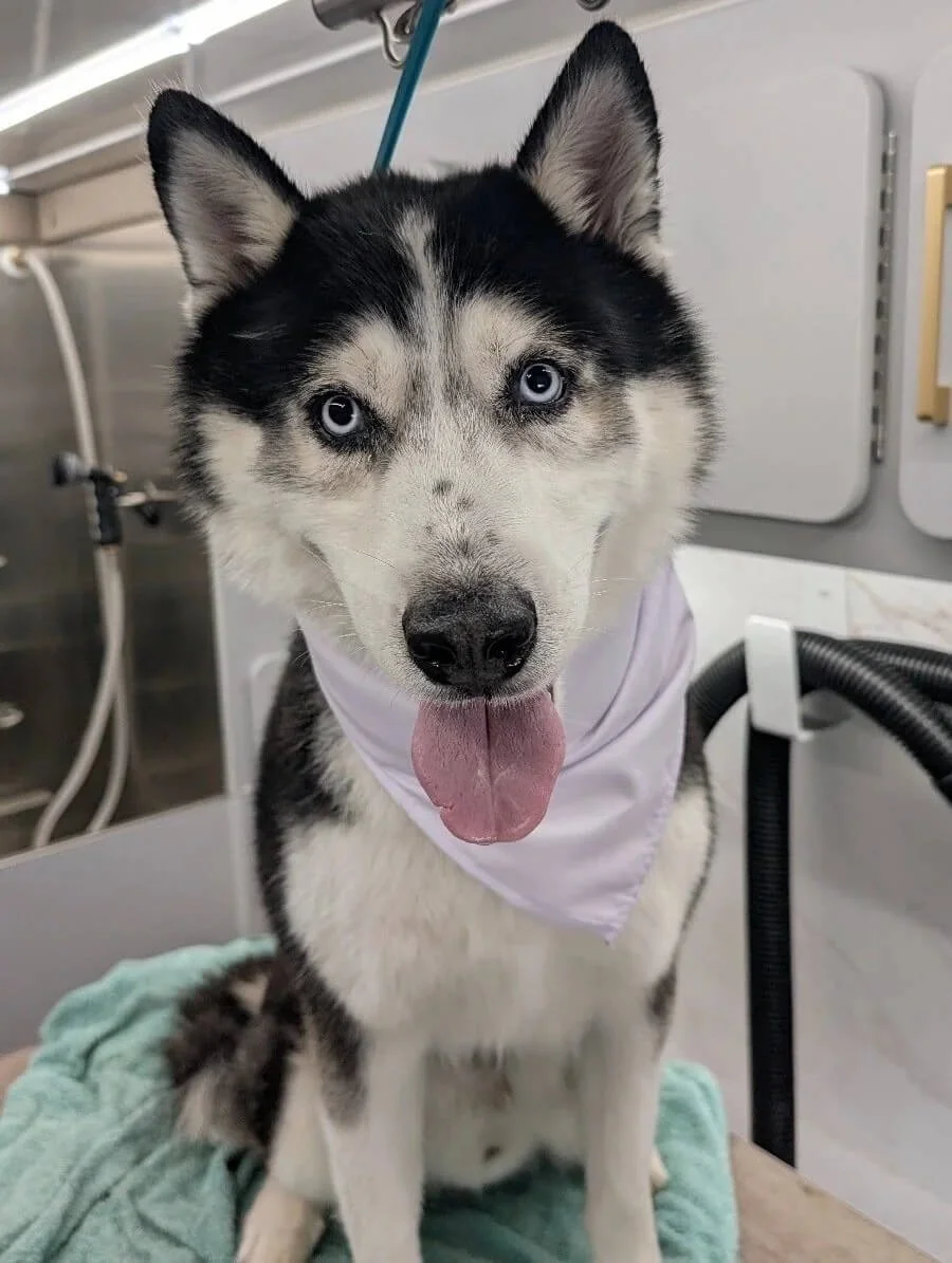How Often Should a Husky Be Groomed?