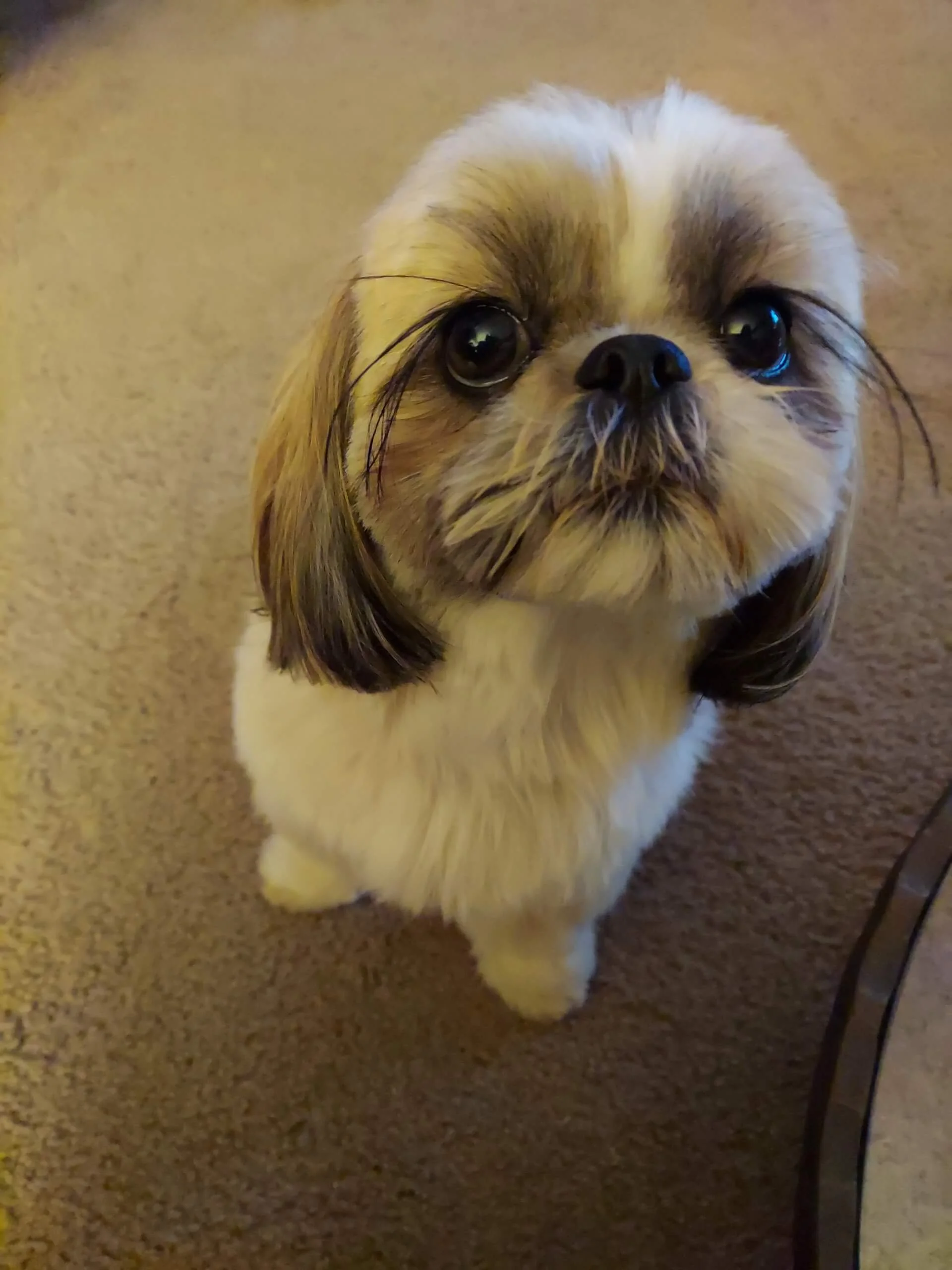 How Often Should a Shih Tzu Be Groomed?
