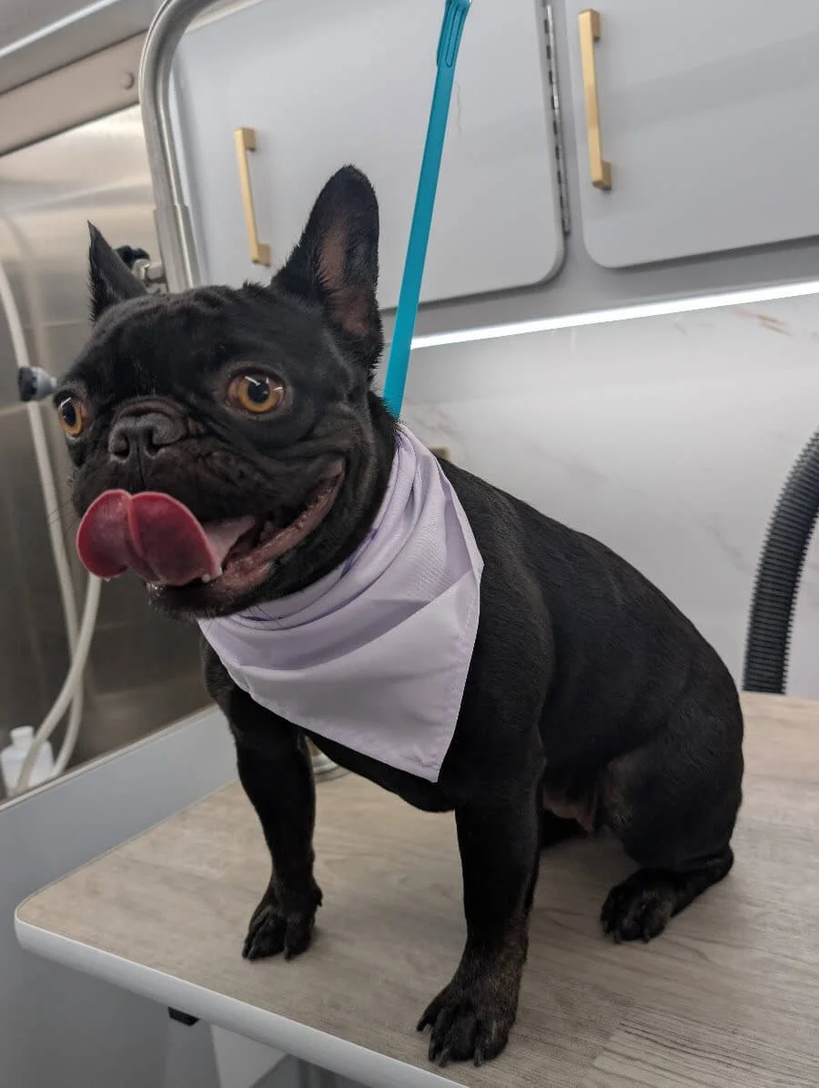How Often Should a French Bulldog Be Groomed?