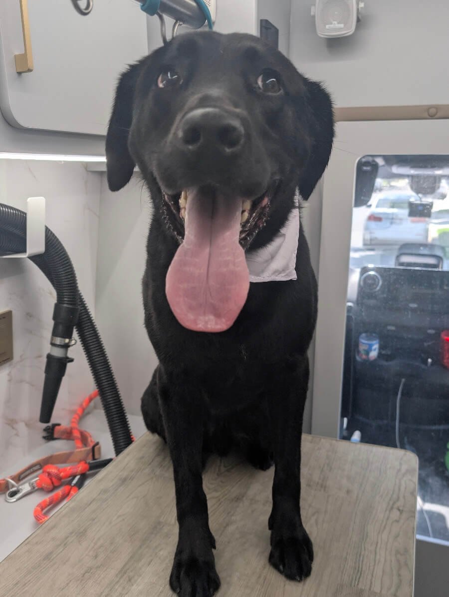 How Often Should a Labrador Retriever Be Groomed?