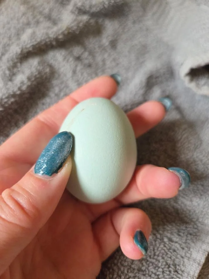 egg.jpeg