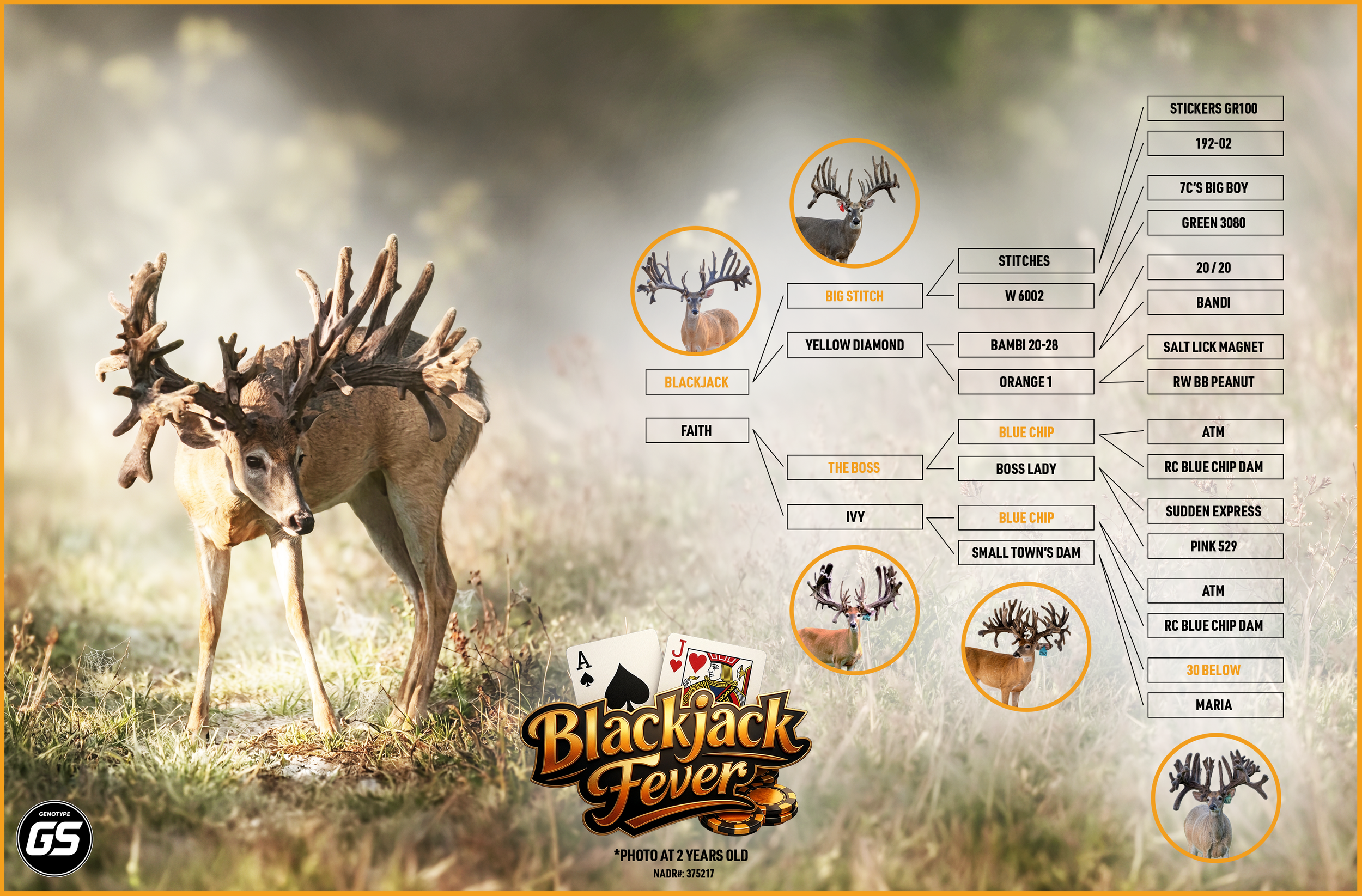 BFW_Diagram_6.png