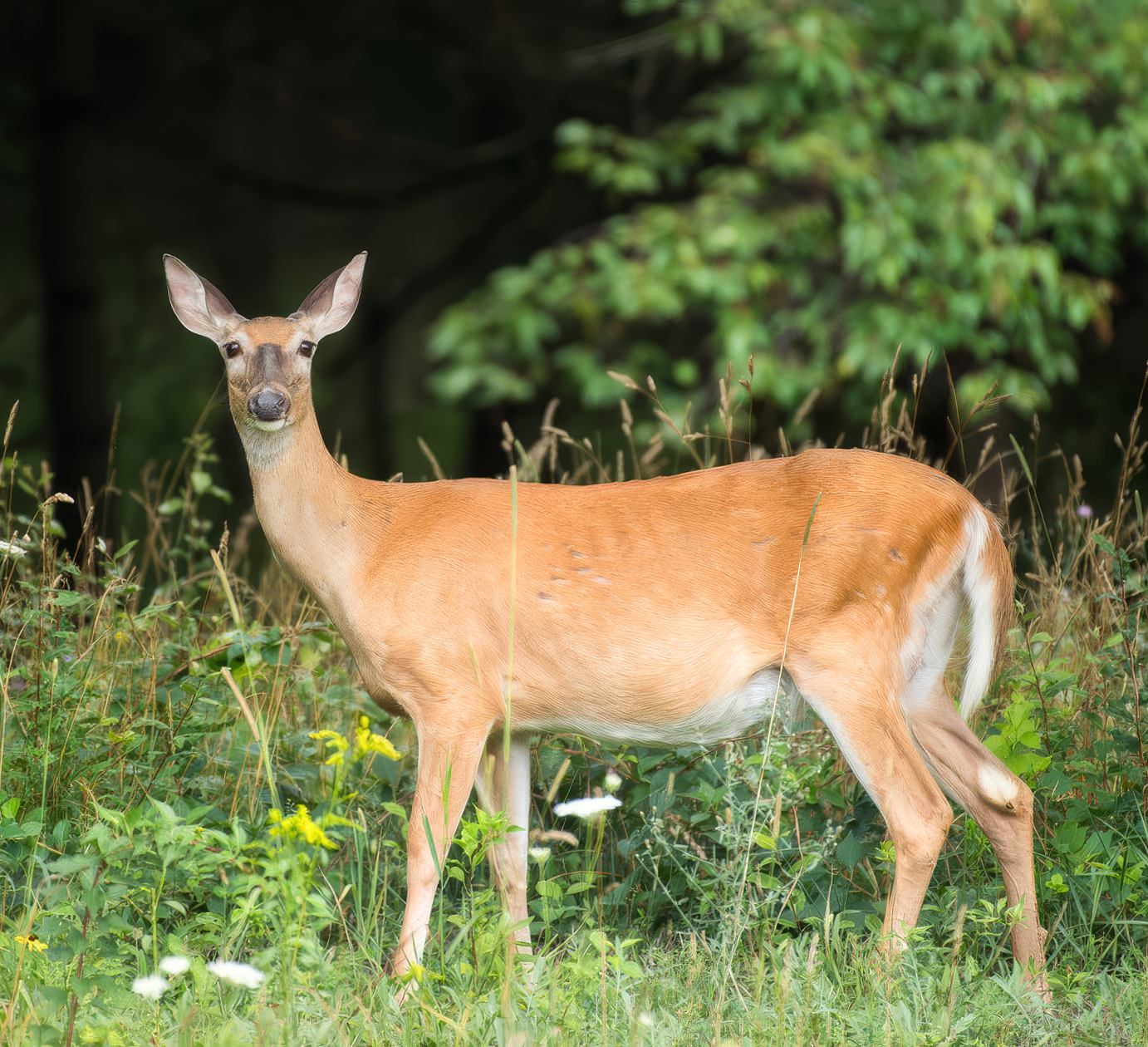 old-dry-doe Topaz Gigapixel 2x scale_2.png