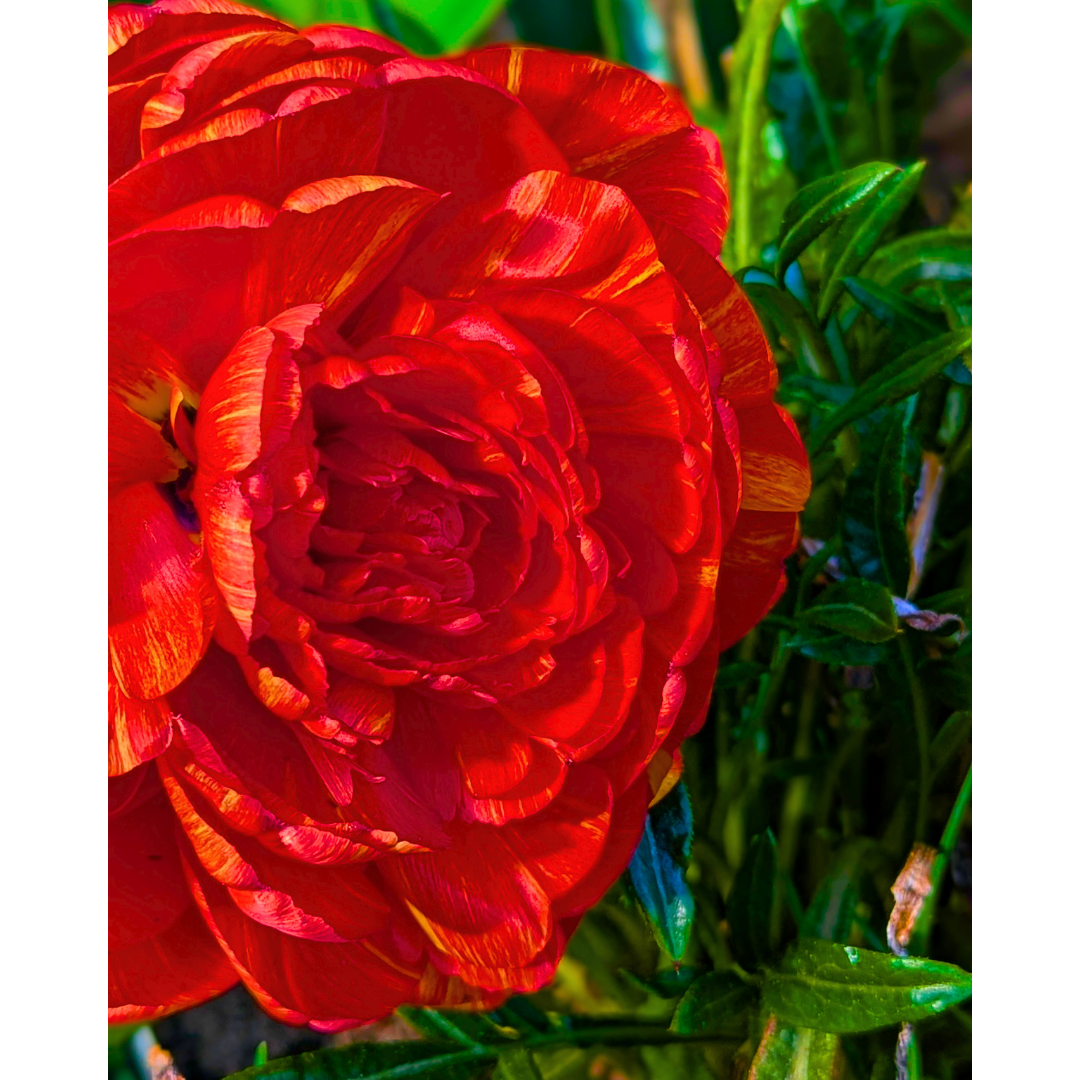 The Velvet Flame Peony Tulip