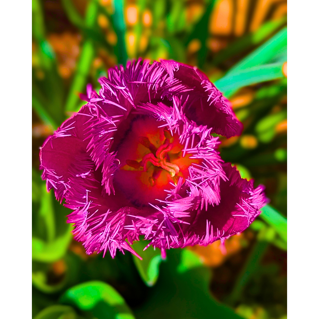 Purple Fringed Tulip 03