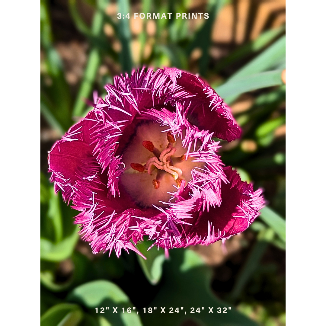Purple Fringed Tulip 03