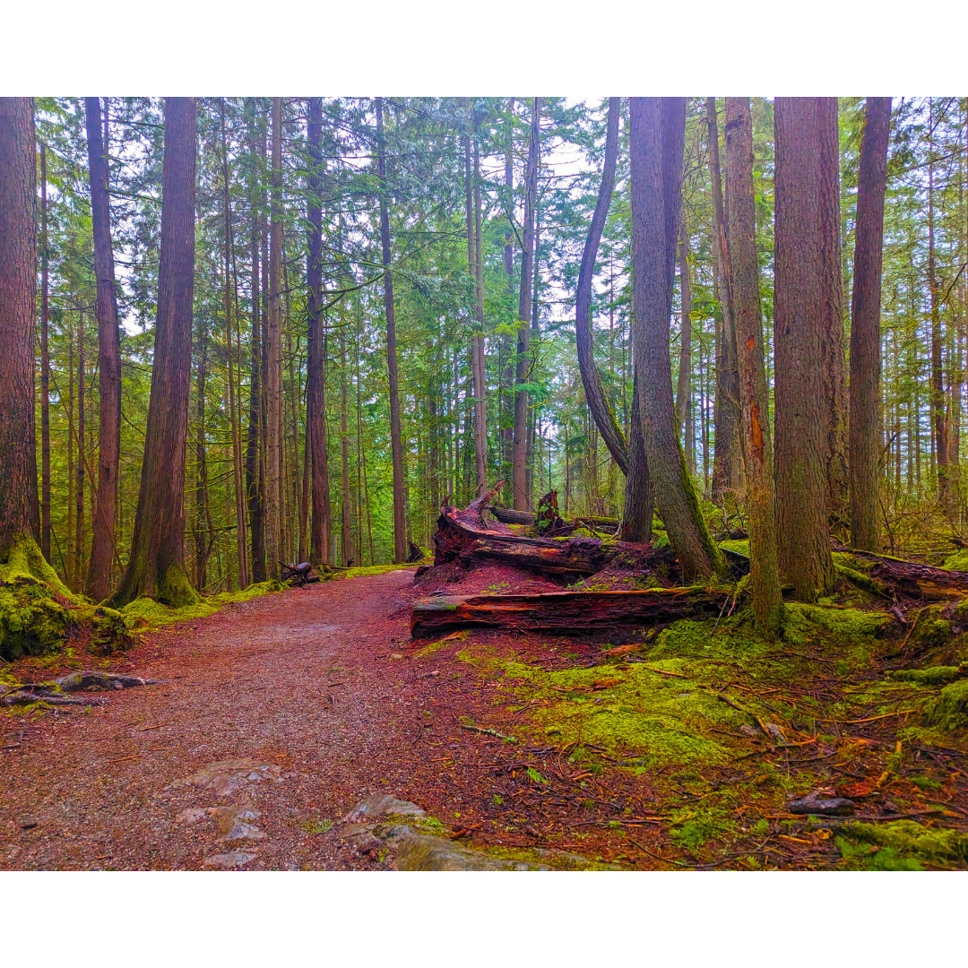 Path of Ancient Cedars