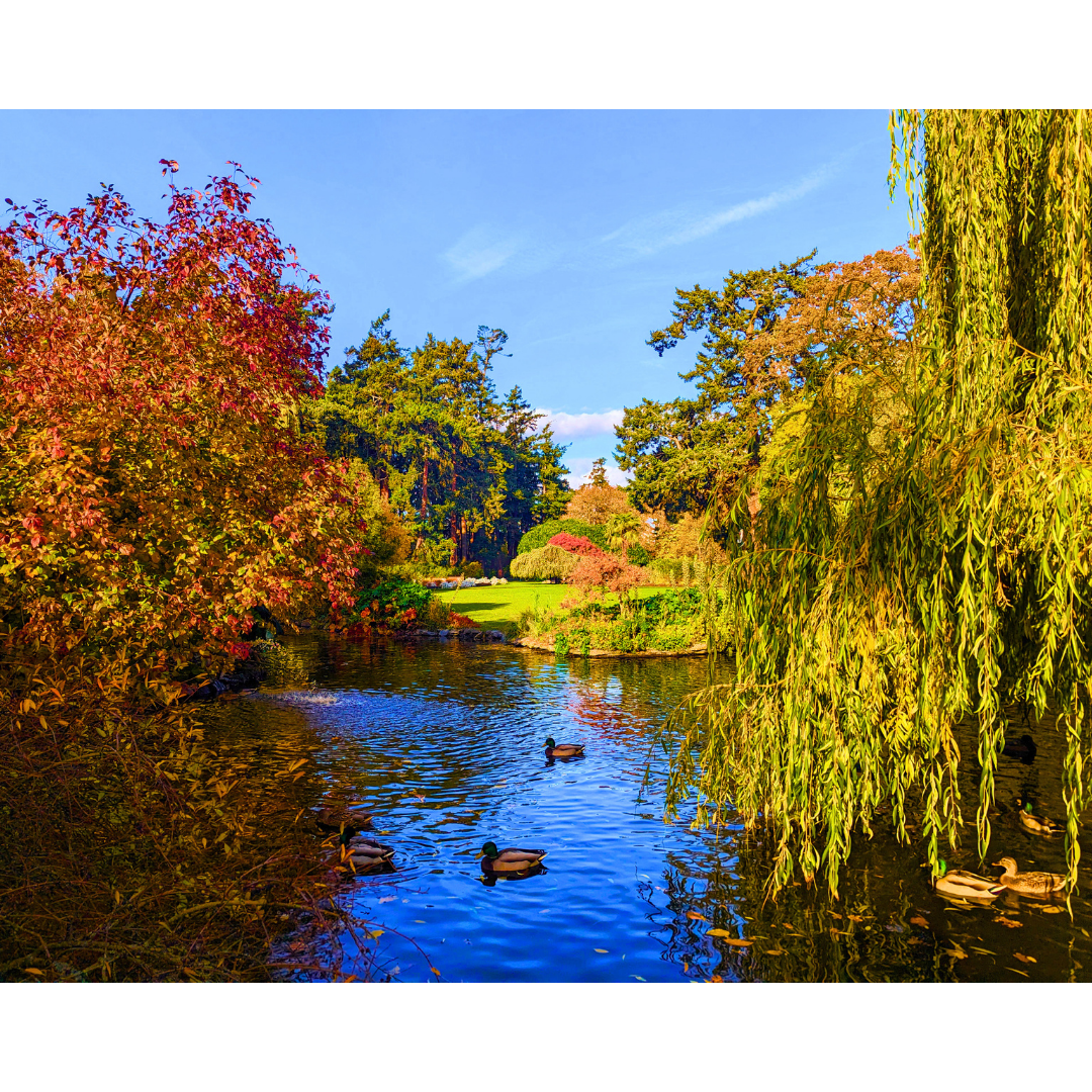 Autumn Splendor on the Pond