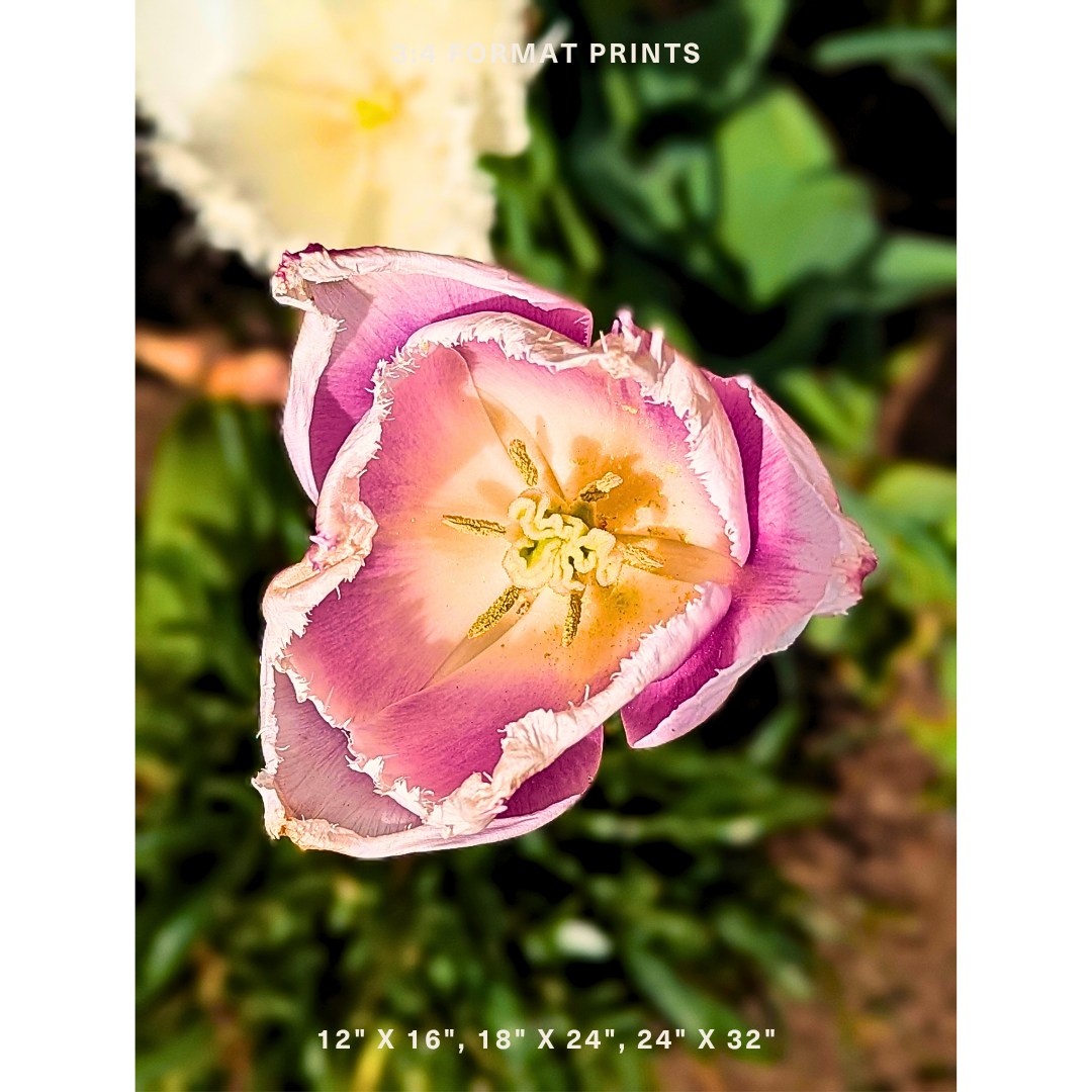 Pink & White Fringed Tulip 01