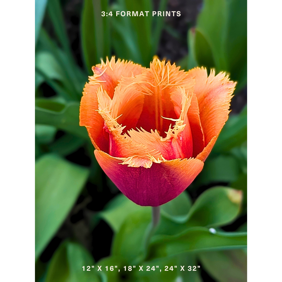 Crimson & Gold Fringed Tulip 02