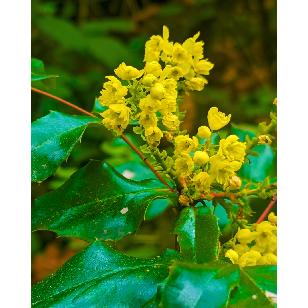 Golden Mahonia