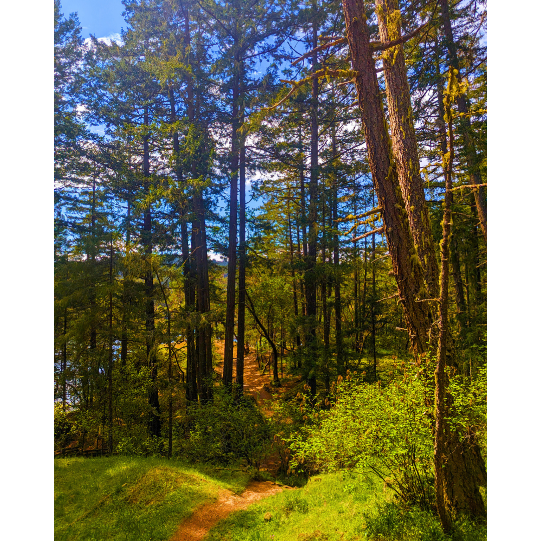 Path Through the Pines