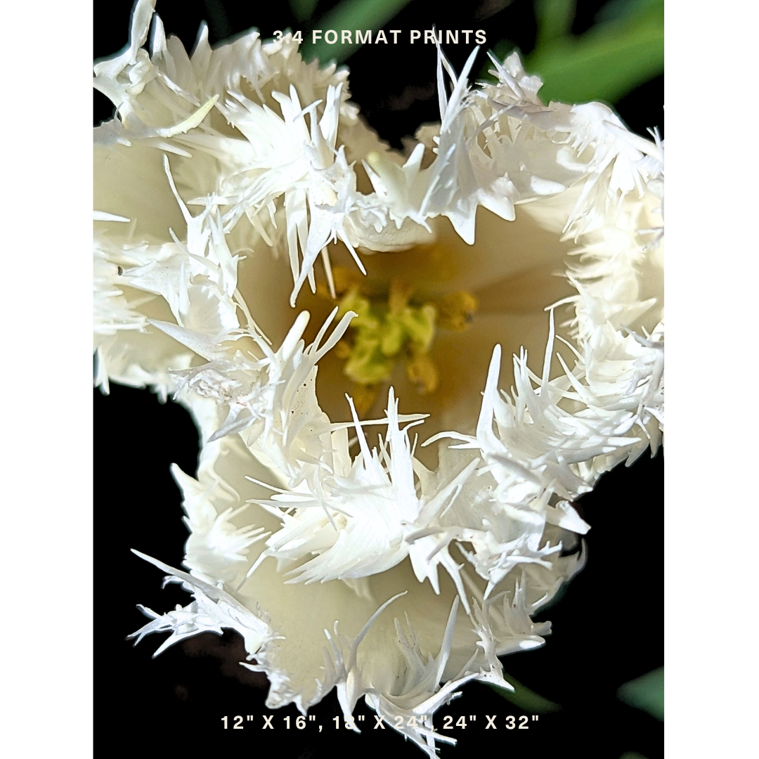 White Fringed Tulip 04