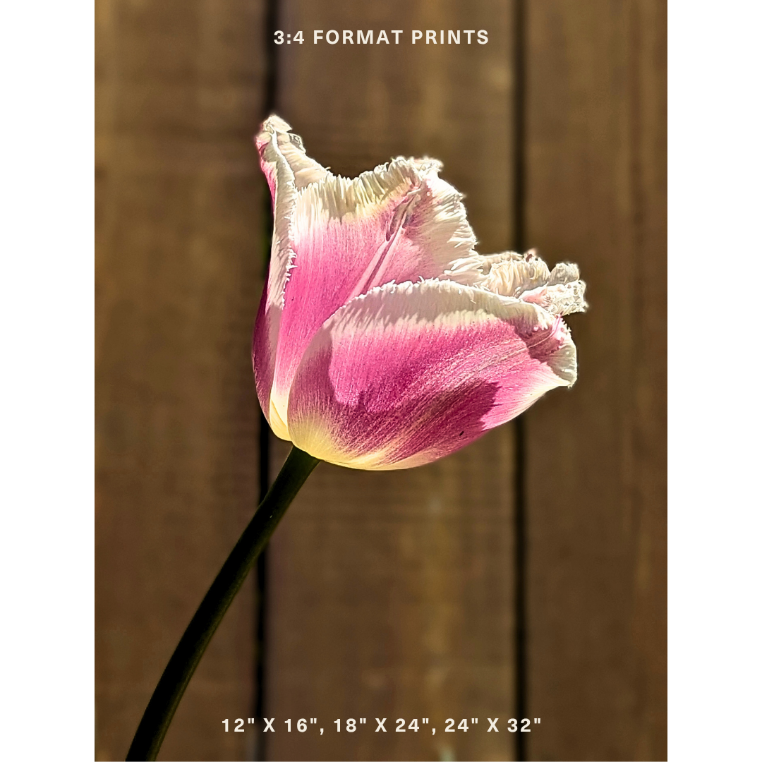 Pink & White Fringed Tulip 04