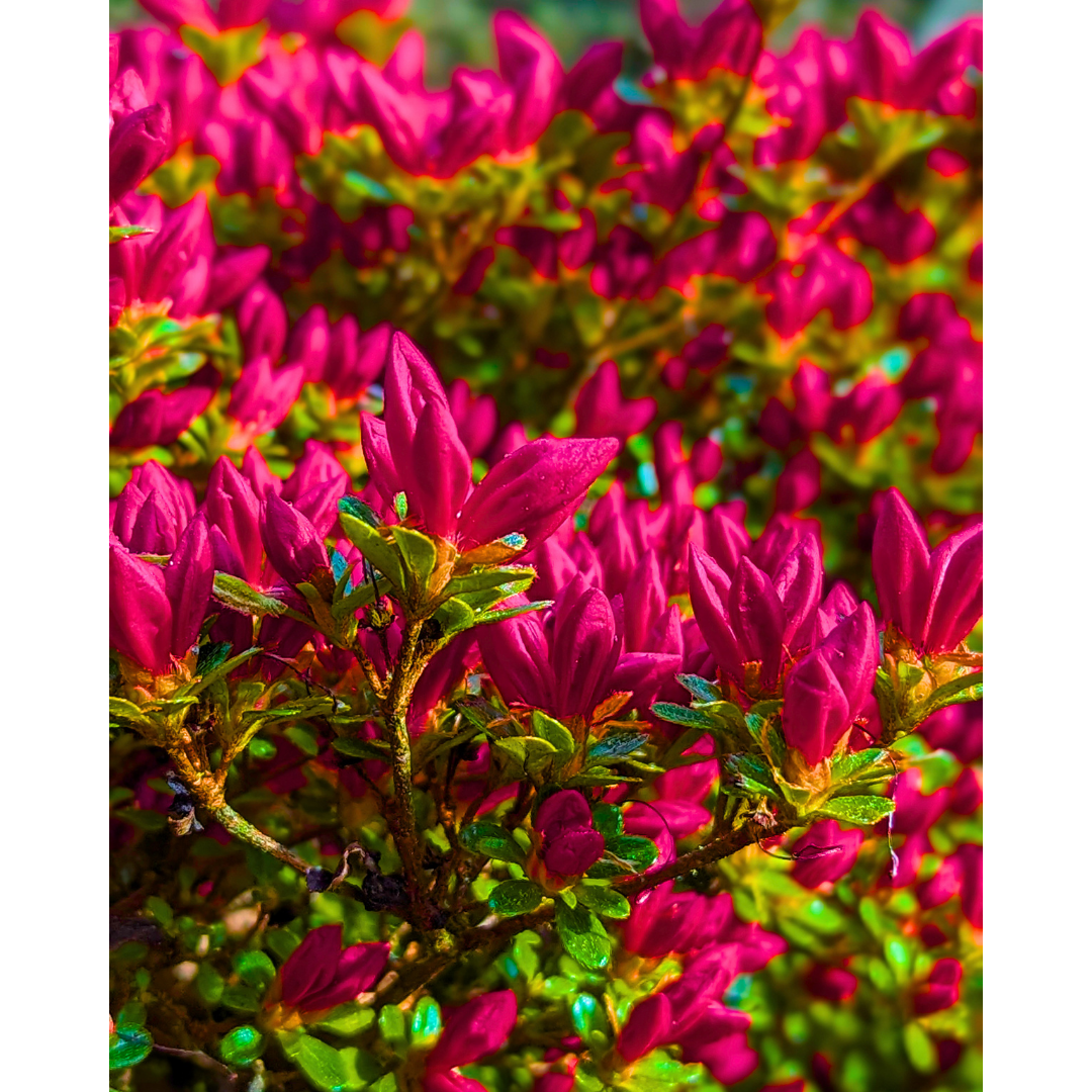 Pink Azaleas 01