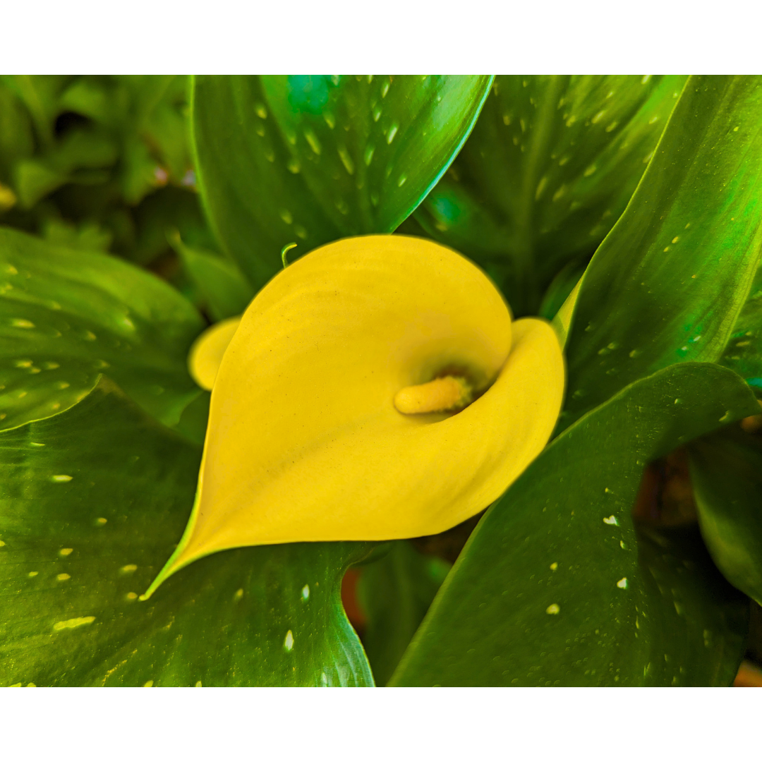 Golden Spathe