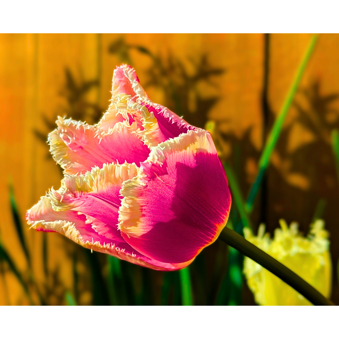 Pink + White Fringed Tulip 05