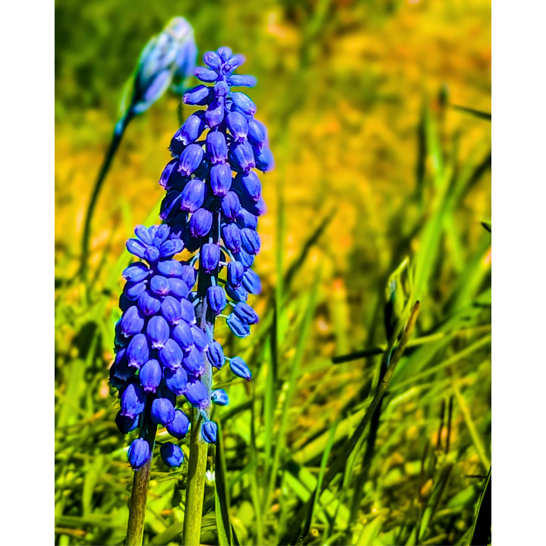 Grape Hyacinth 01