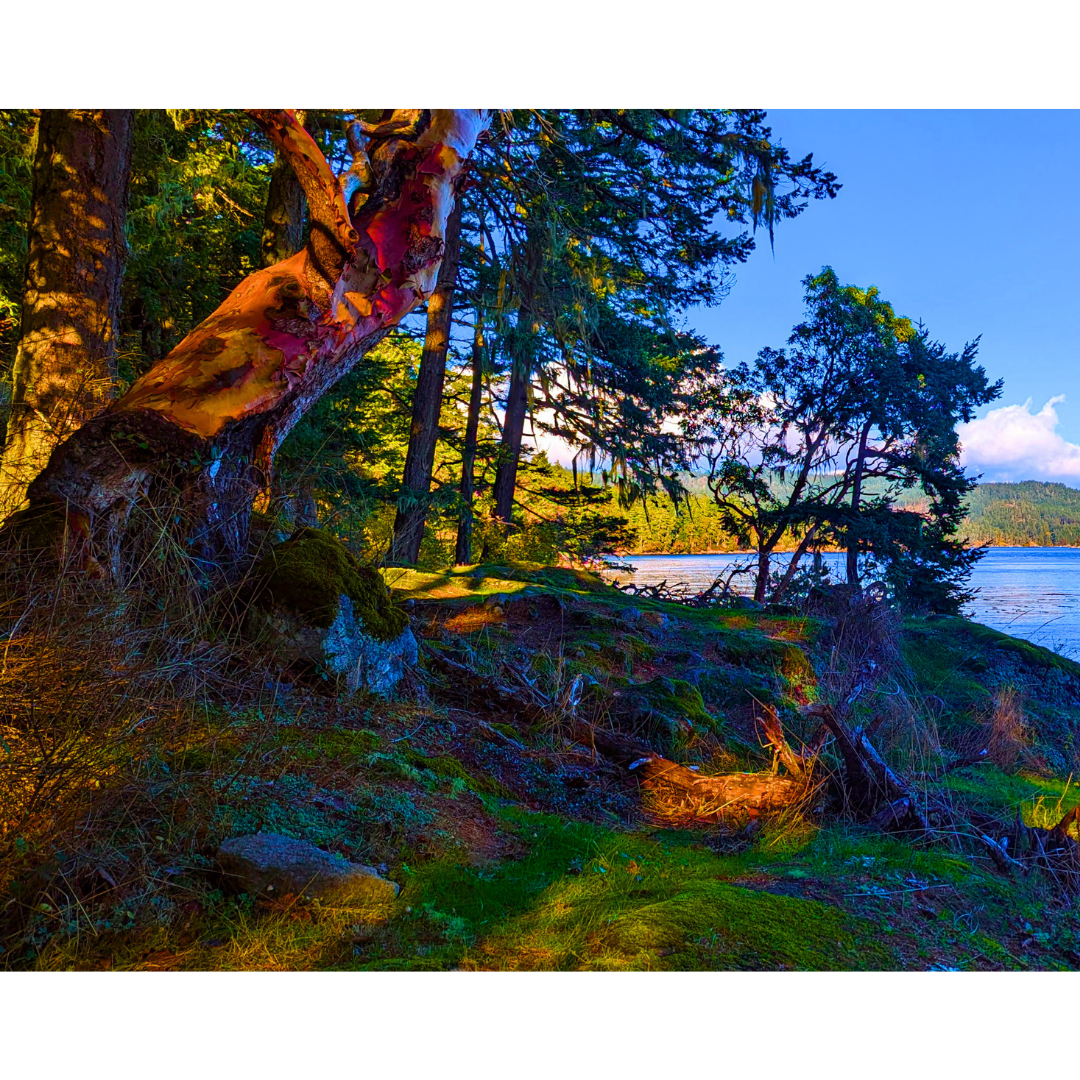 The Golden Arbutus