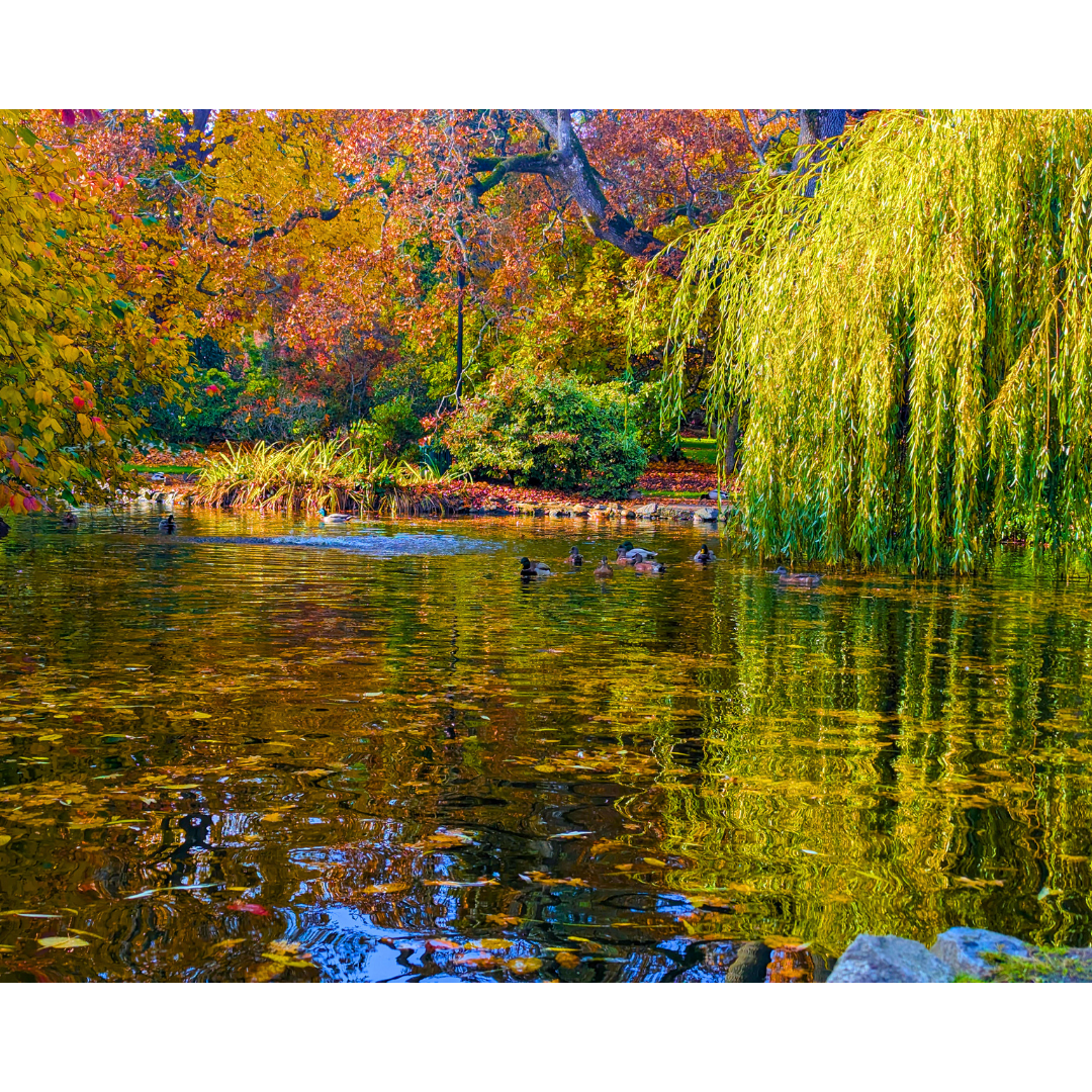 Golden Willow Reflections