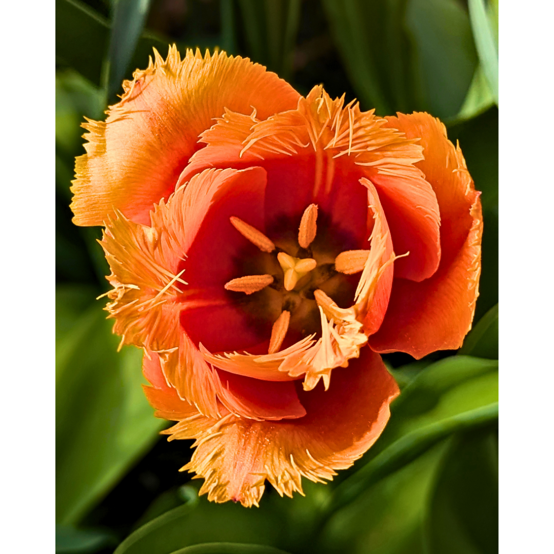 8 x 10 Store.png (Copy)