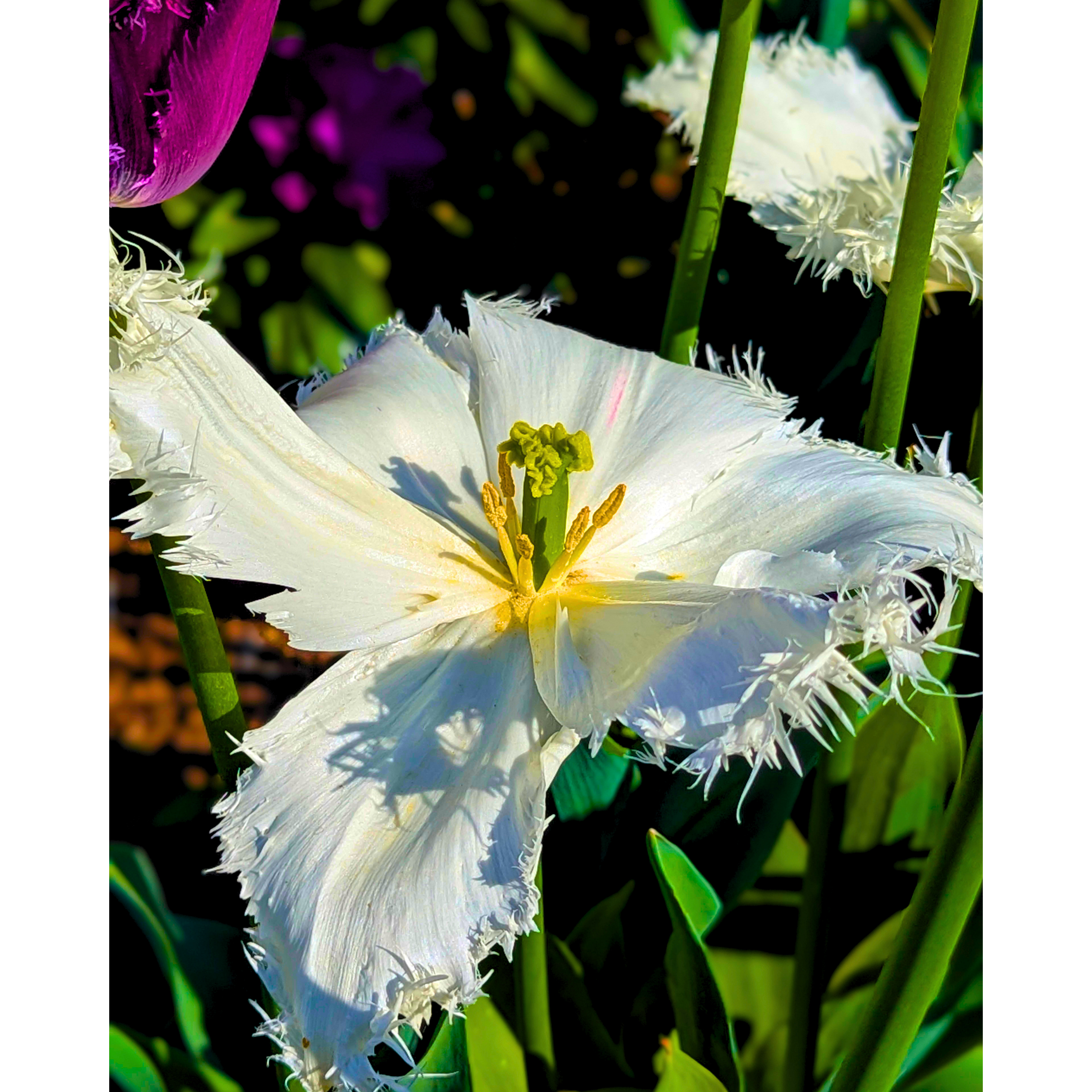 Yellow + White Fringed Tulip 02