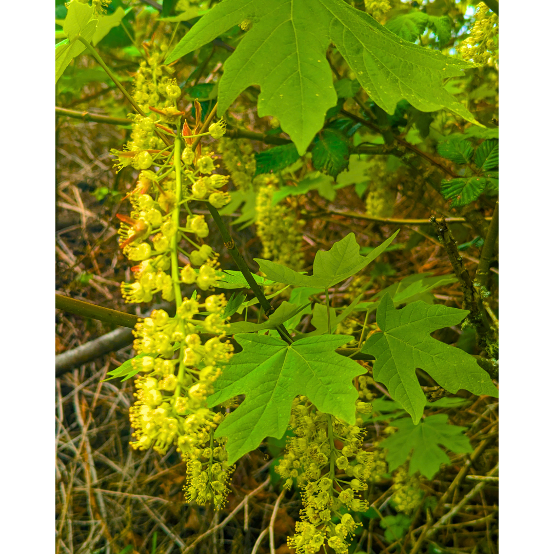 Tassels of Spring