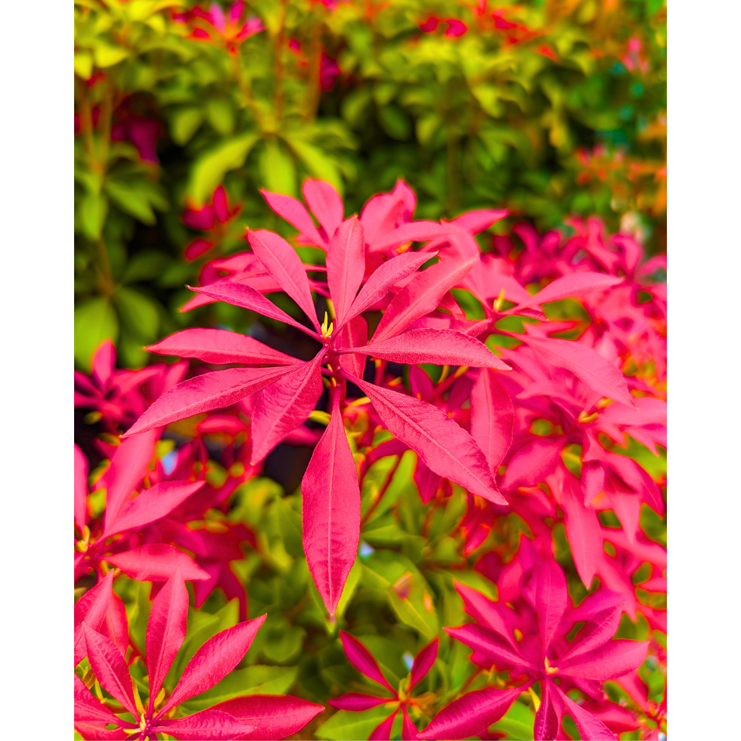 Pieris Starburst