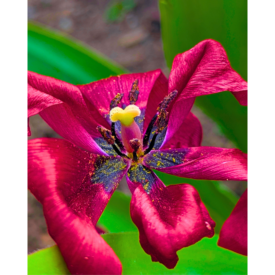 Velvet Ruby in Late Bloom