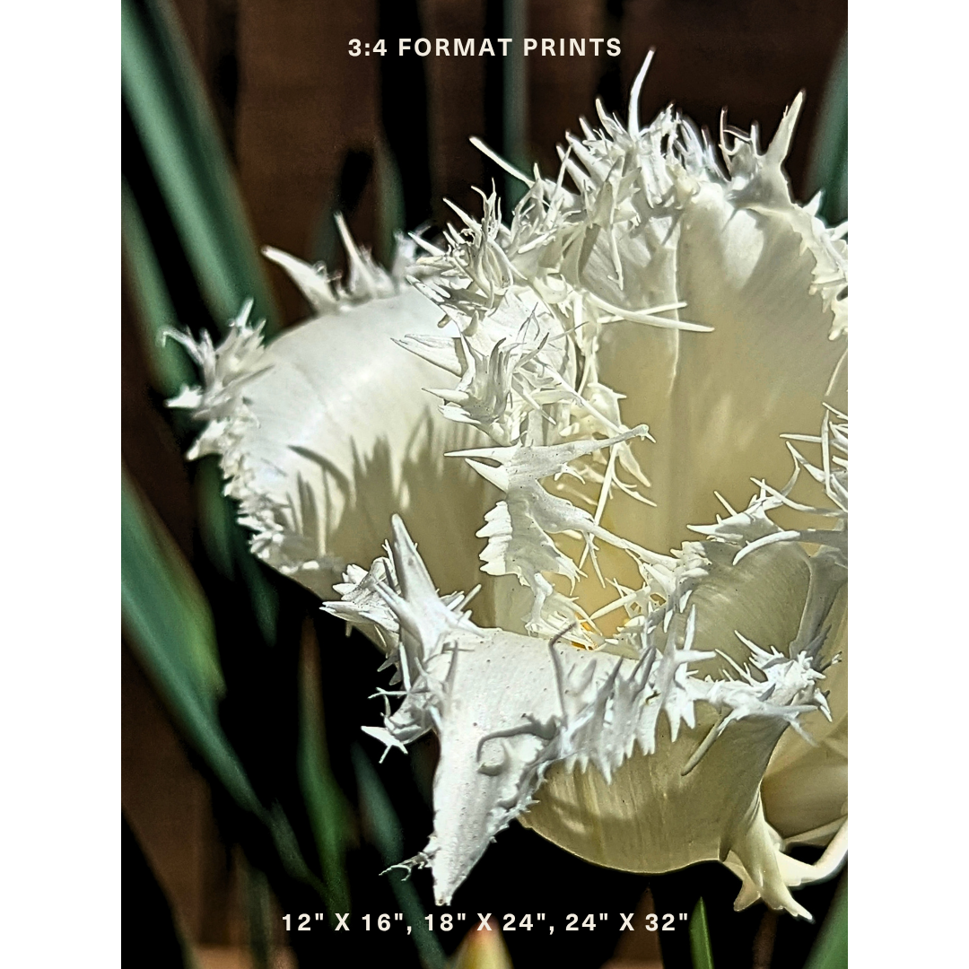 White Fringed Tulip 03