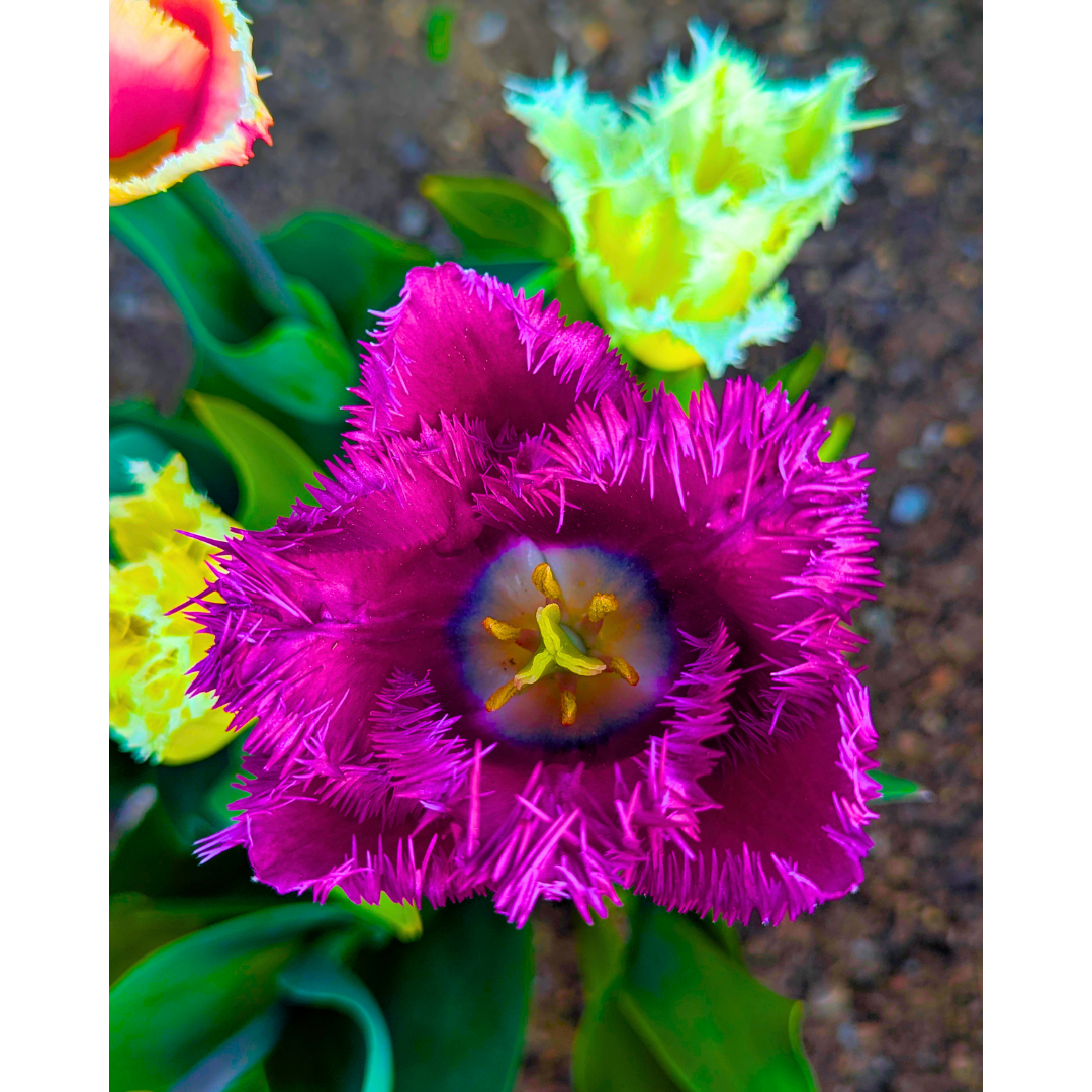 Purple Fringed Tulip 01