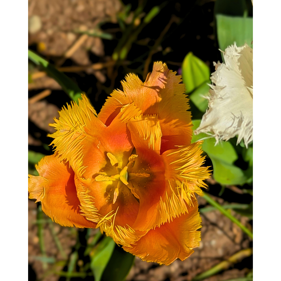 Orange Fringed Tulip 02