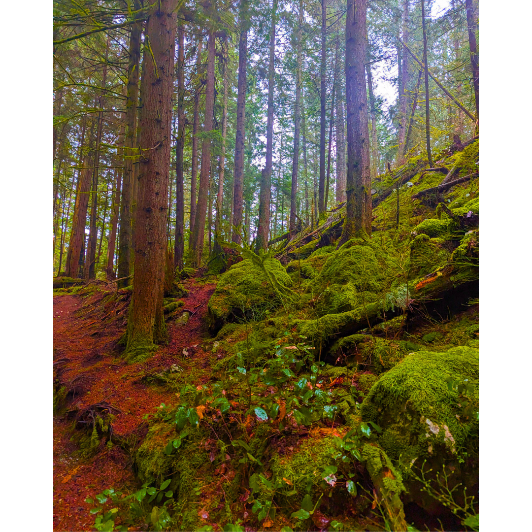 Mossy Boulders on the Ridge