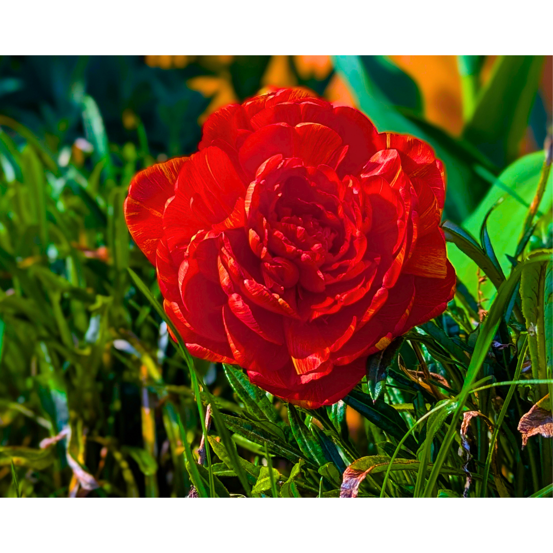 The Double Vermillion Bloom