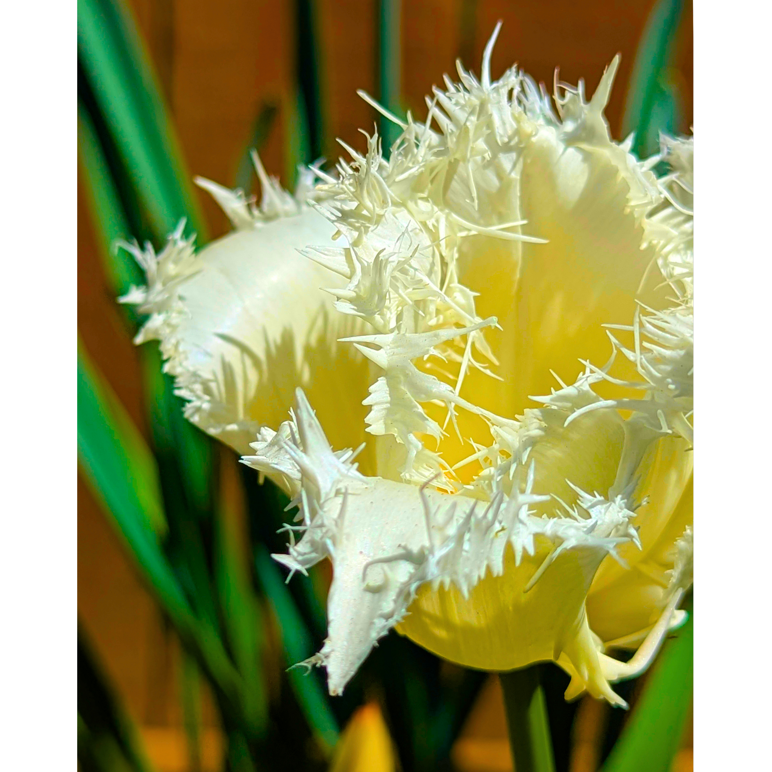 Yellow + White Fringed Tulip 03