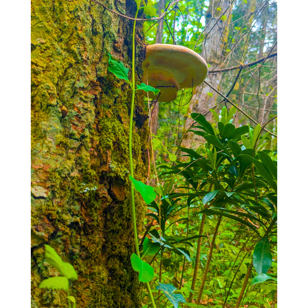 Woodland Canopy and Conk