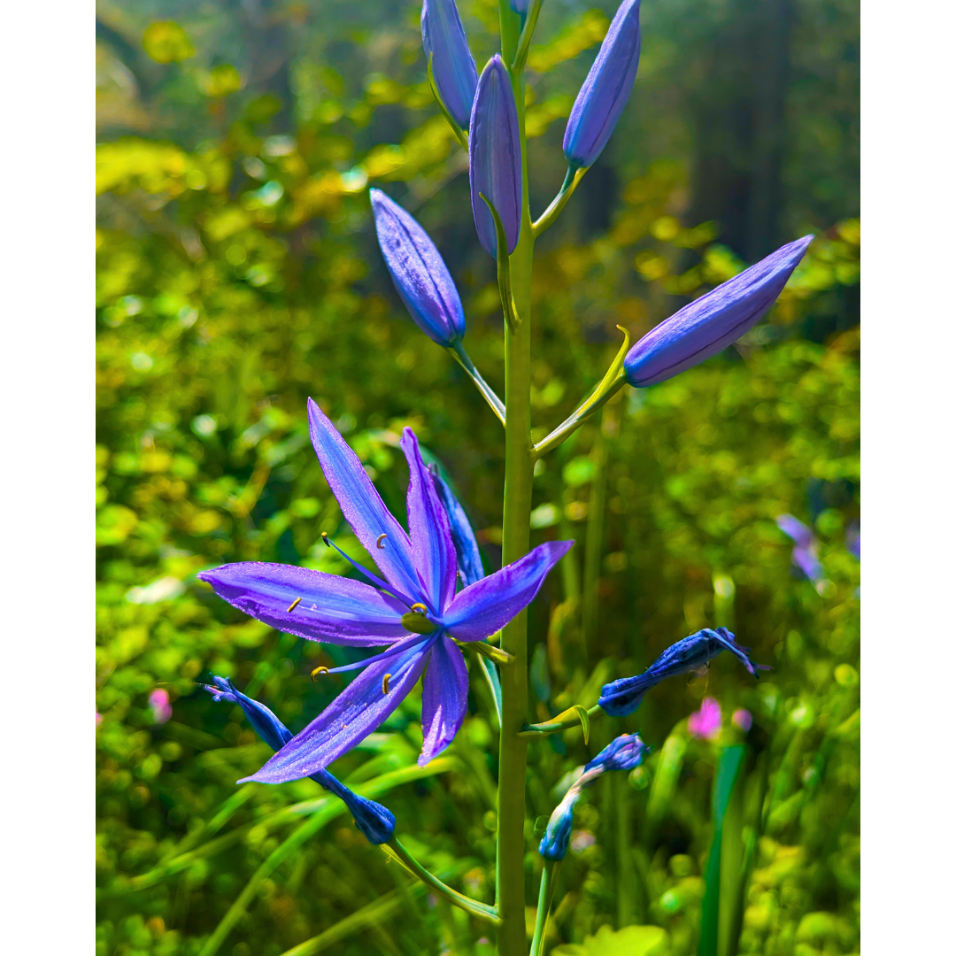 Violet Starburst