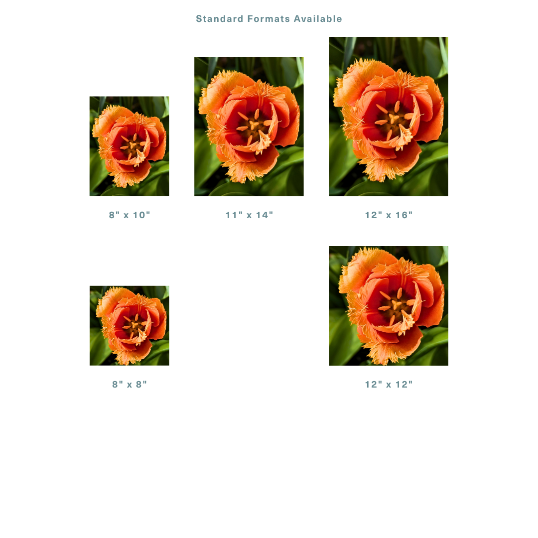 Vibrant Fringed Orange Tulip (3).png