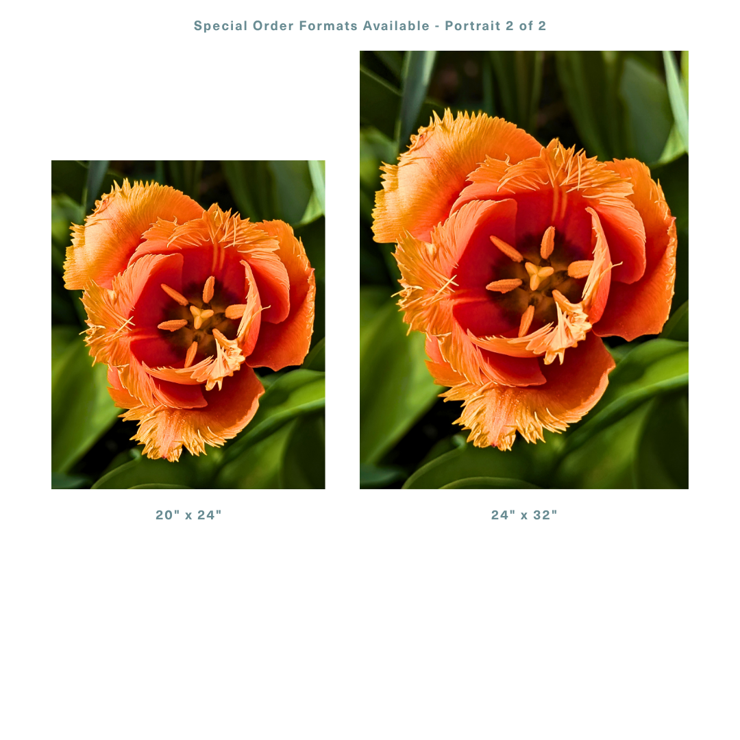 Vibrant Fringed Orange Tulip (1).png