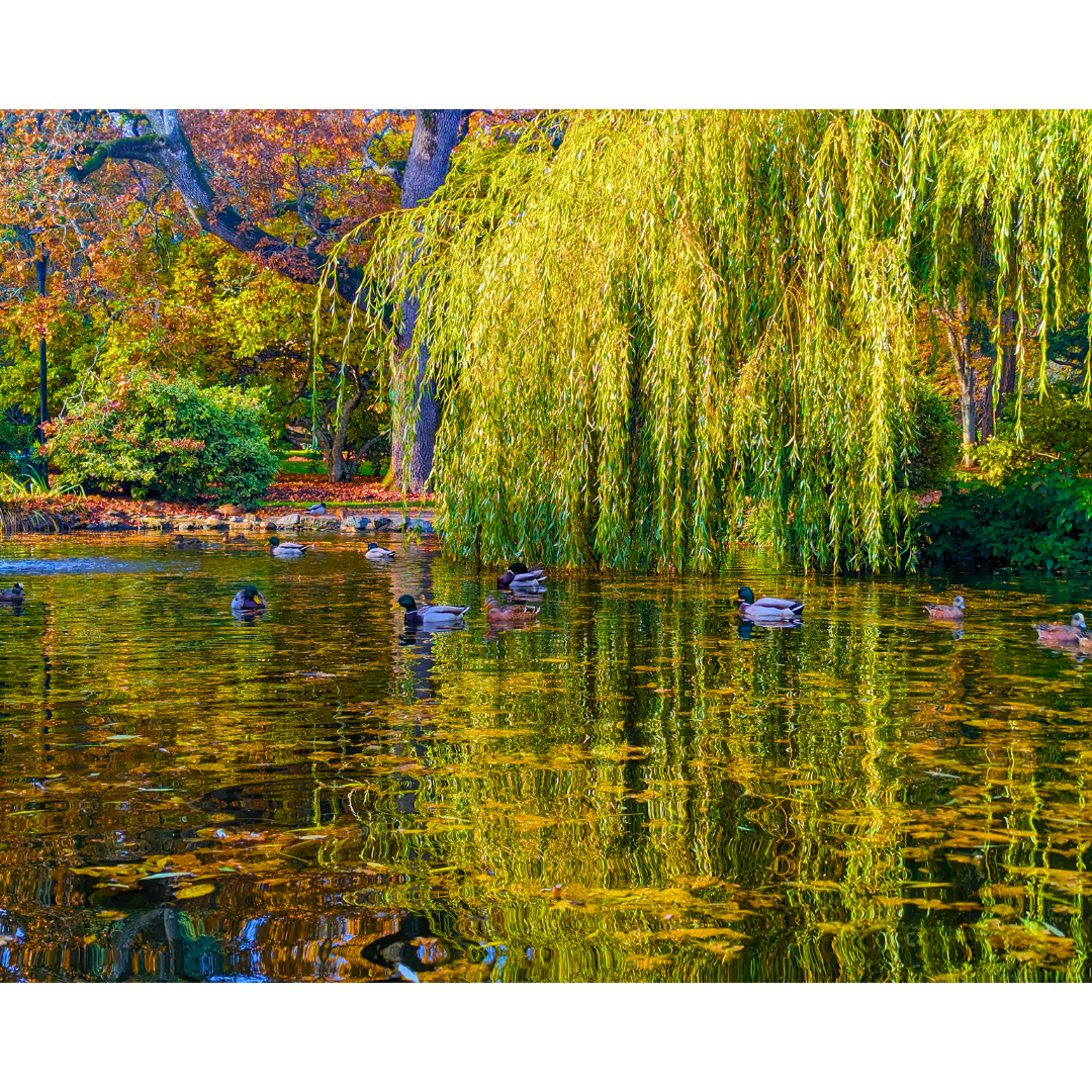 Curtain of the Weeping Willow