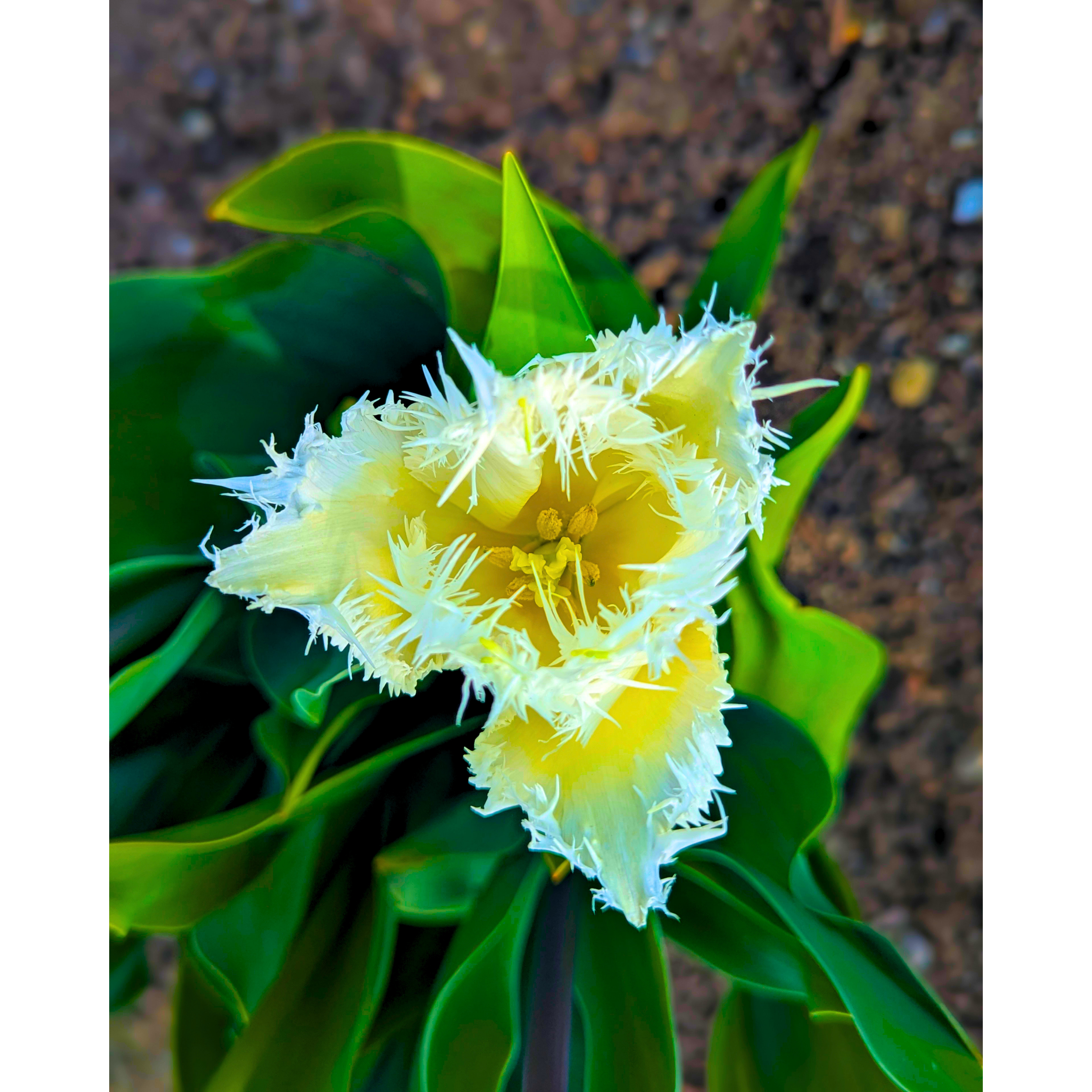 Yellow + White Fringed Tulip 01