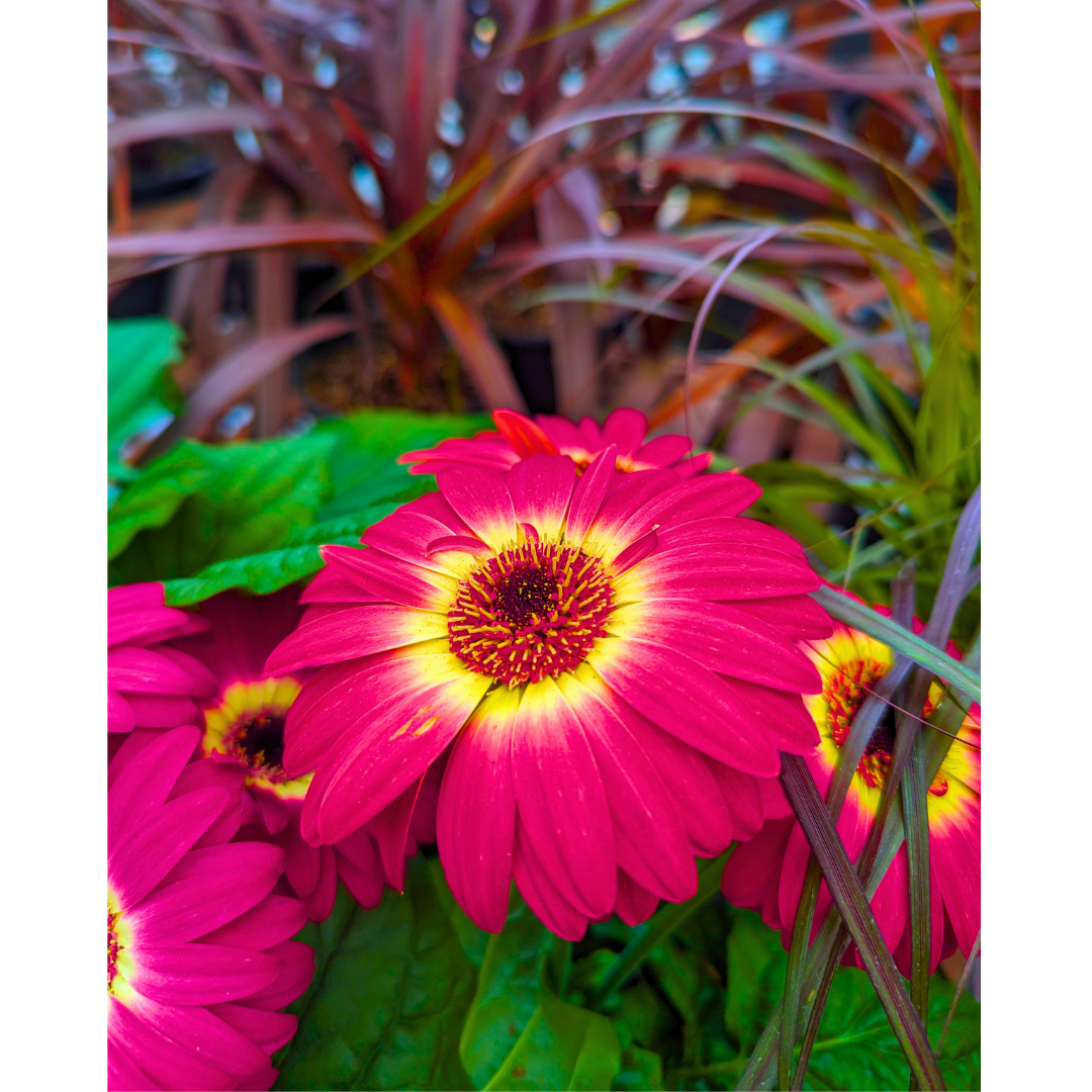 Solar Flare Daisy