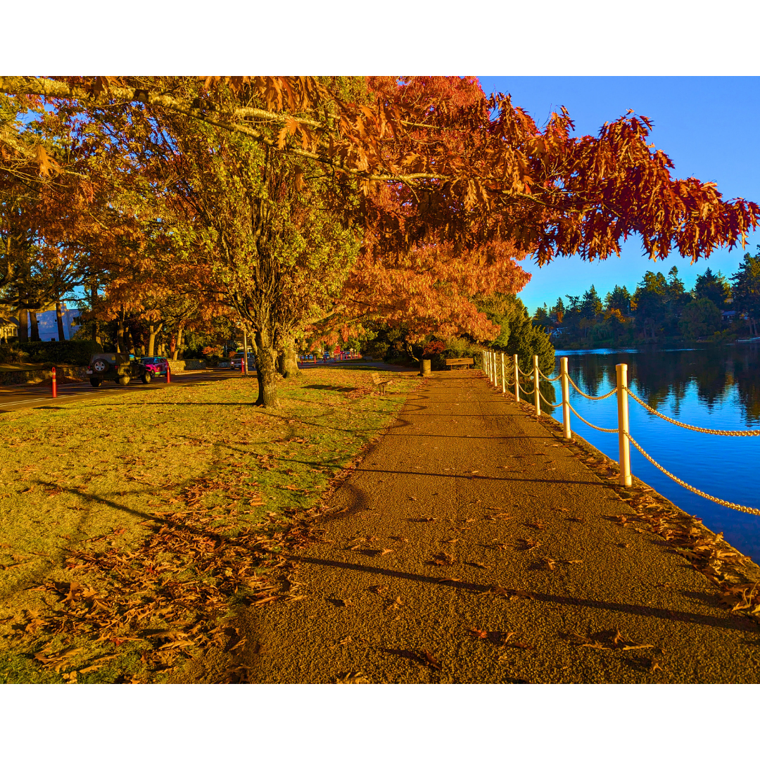 Autumn Light Along the Water