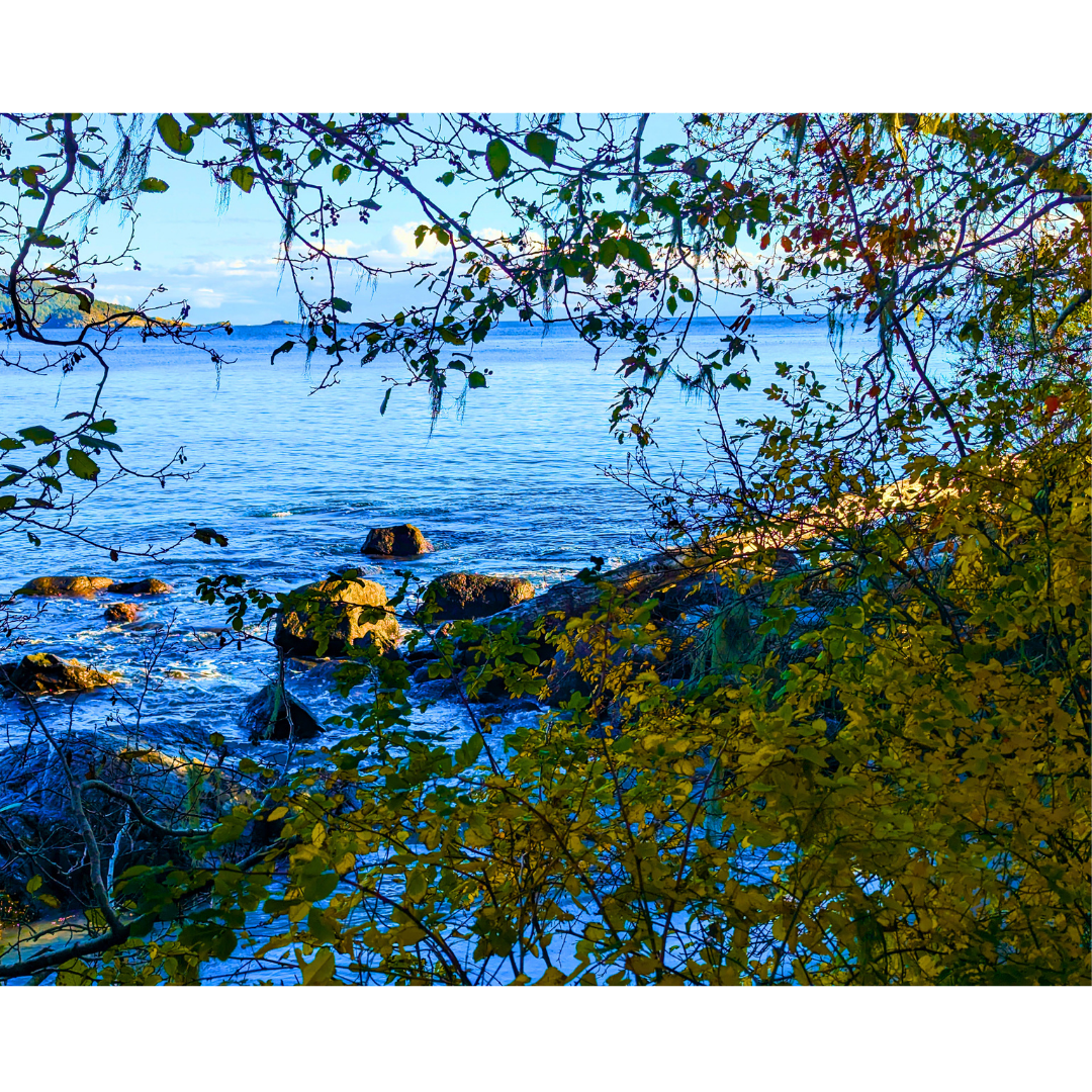 Glimpse Through Autumn Boughs