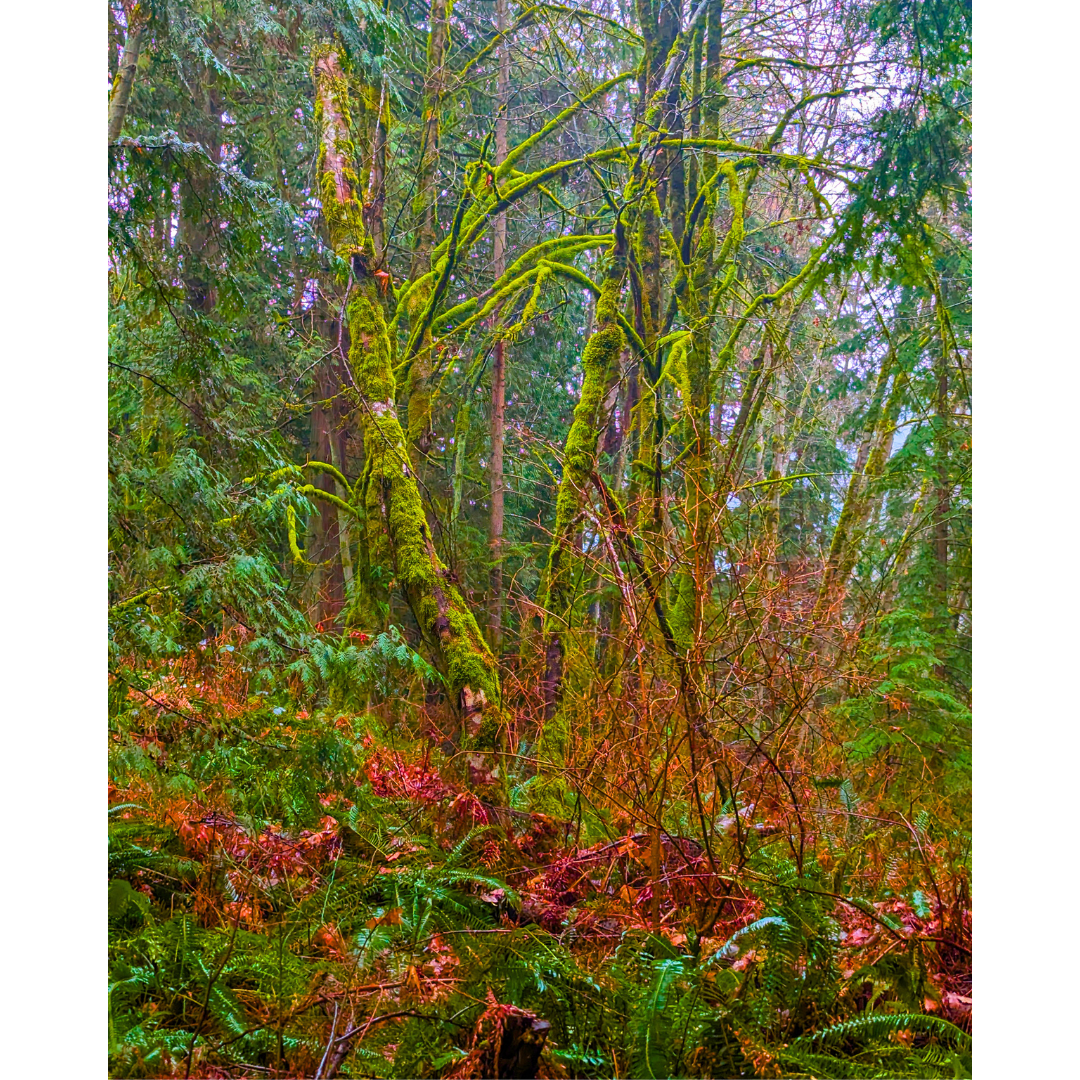 Emerald Boughs of the Maple