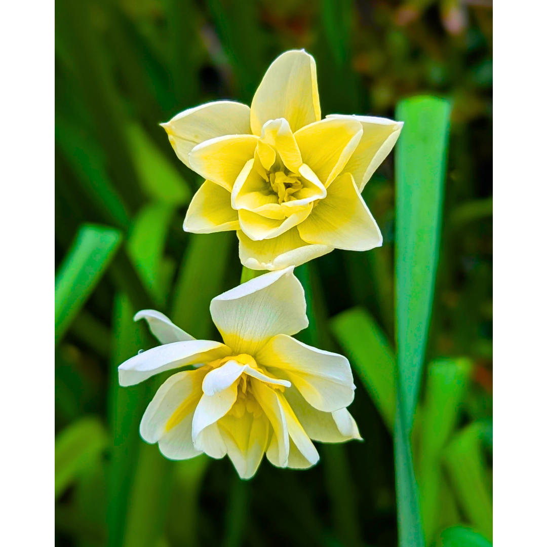 The Tiered White Daffodils