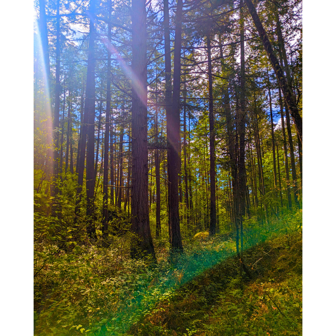 Sunbeams in the Timber