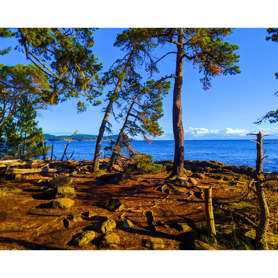 The Pine Point Overlook