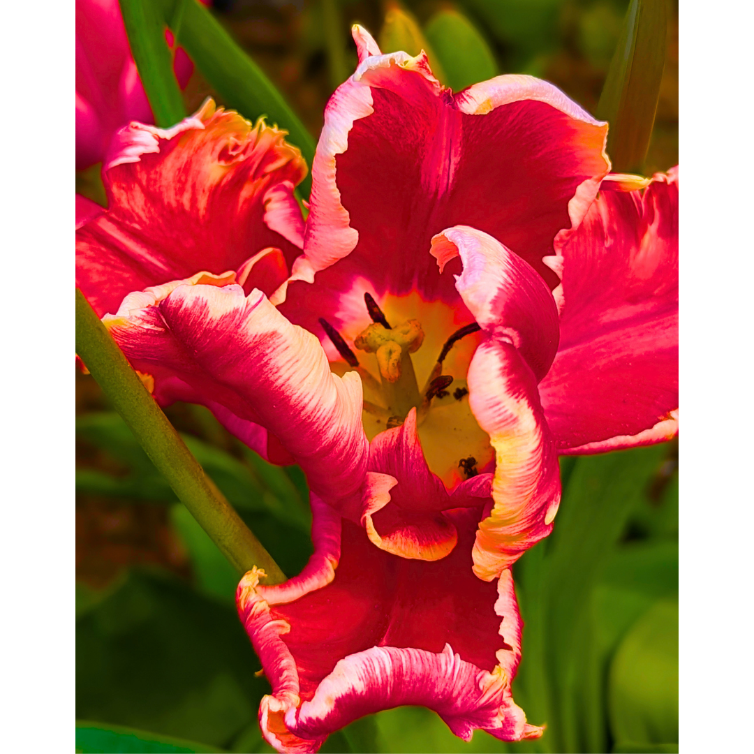 The Crimson Parrot Tulip